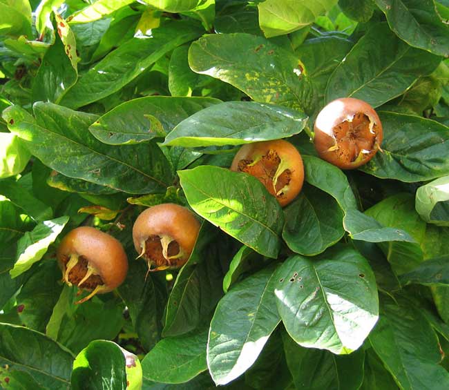 Medlars.jpg.