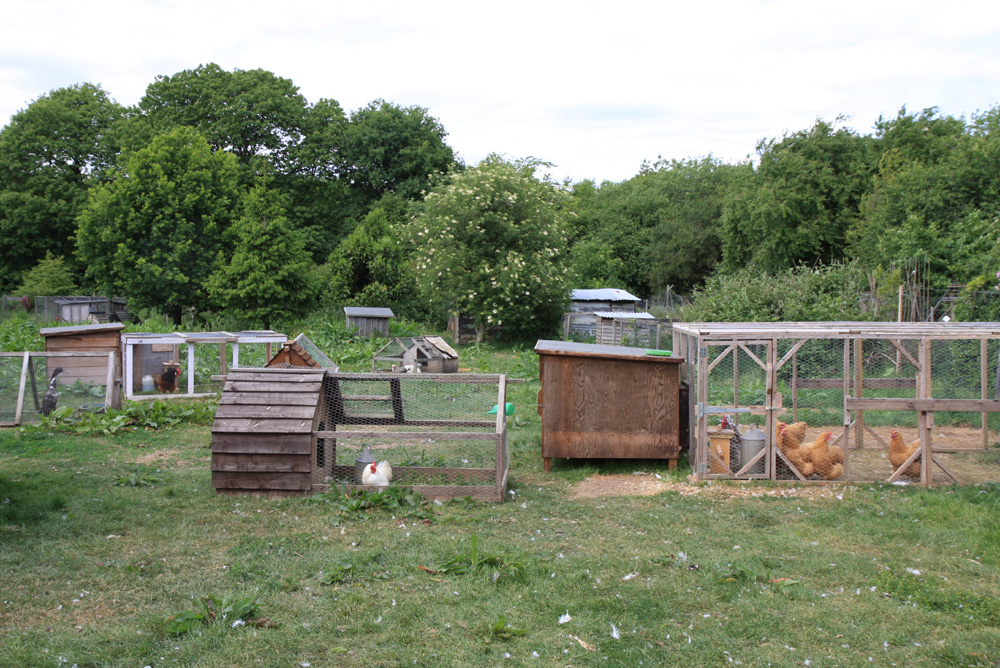 Mumbles chicken coups.jpg.