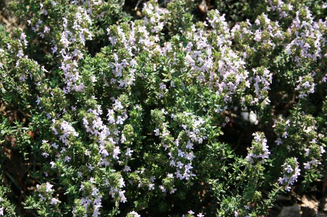 Thyme.jpg.