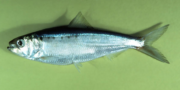 Alosa sapidissima.jpg.