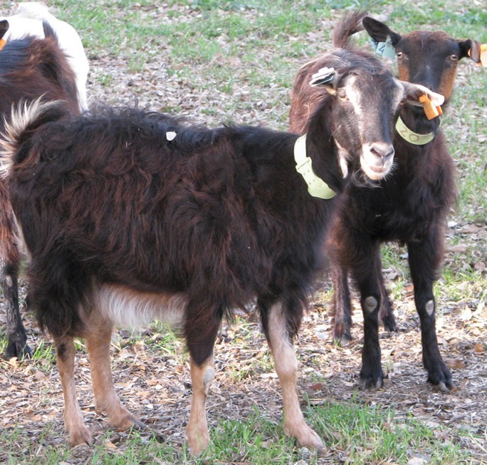 Cabrito das Terras Altas do Minho.jpg. Cabrito das Terras Altas do Minho.jpg.
