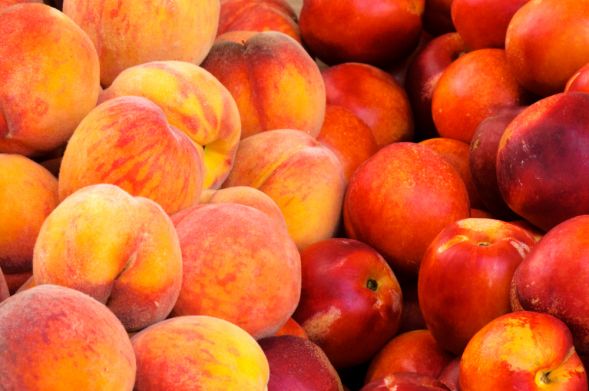 Pesca e Nettarina di Romagna (Emilia Romagna peach &amp; nectarine).jpg.