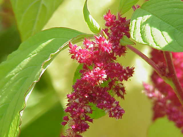 Amaranthus caudatus.jpg.
