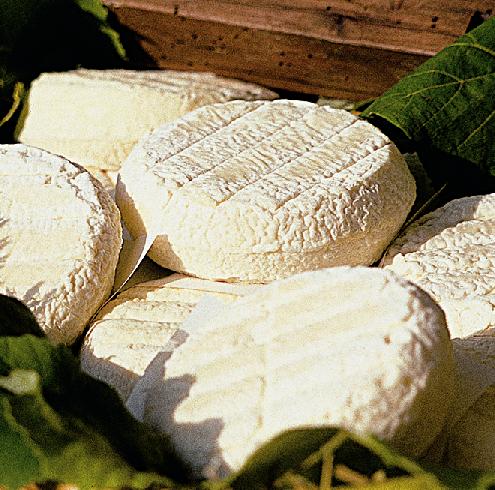 Toma lucana cheese.jpg.