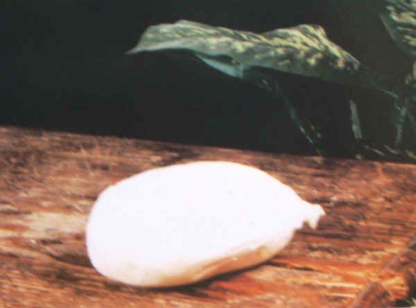 Burrata delle Murge cheese.jpg.
