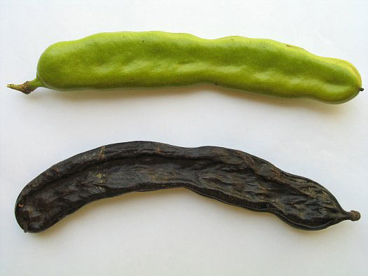 Carob beans.jpg.