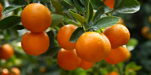 Neretvanska mandarina (Neretva Valley mandarin).jpg.