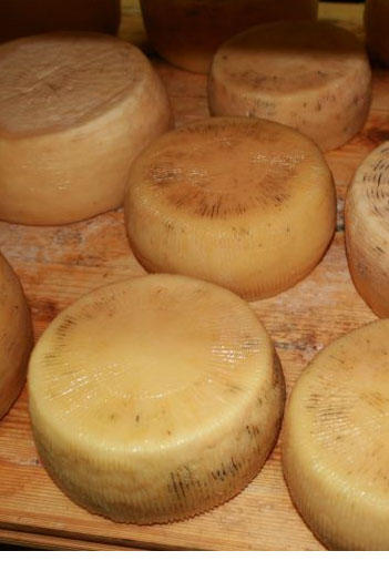 Pecorino di Farindola cheese.jpg.