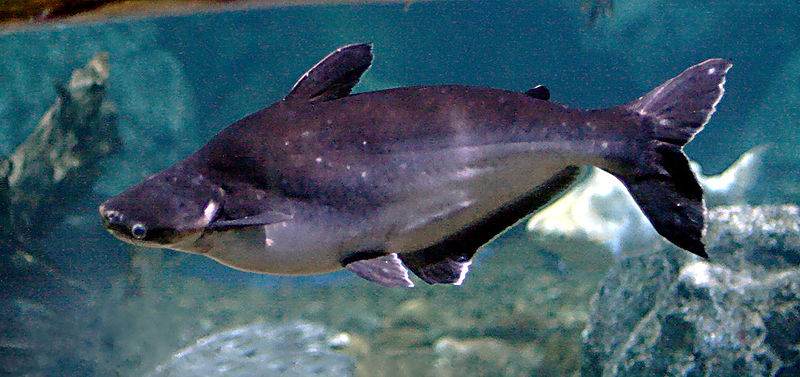 Iridescent Shark Catfish.jpg.