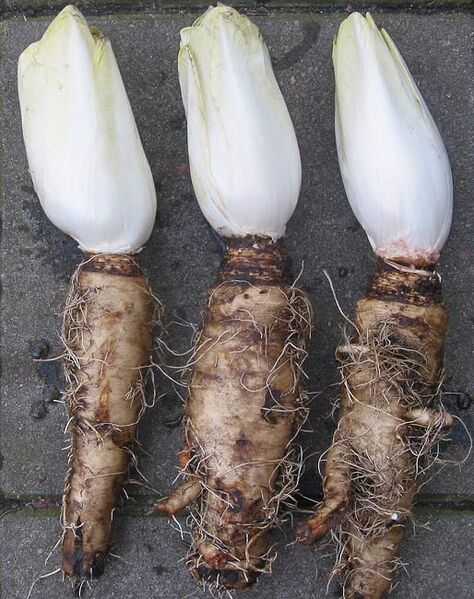 File:Belgian endive.jpg