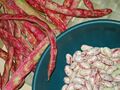 Pinto or mottled beans
