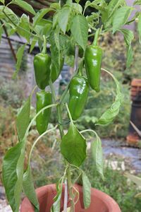 Green peppers from the garden