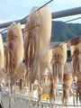 Squid drying on the beach in Japan