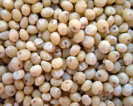 Millet: Cooking Wiki
