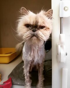 This is the fabulous Mo, she is 18 years old and undergoing a treatment plan at Downham. She is one of the many cats that will benefit from Leah's Sit In!