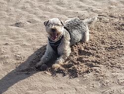 Ozzy on the beach