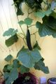 Cucumbers, potted, in a conservatory (June 5th)