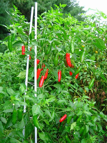 File:Serrano chillies.jpg