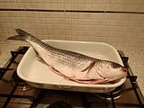 Grey Mullet