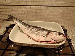 Grey Mullet
