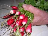 Red radishes