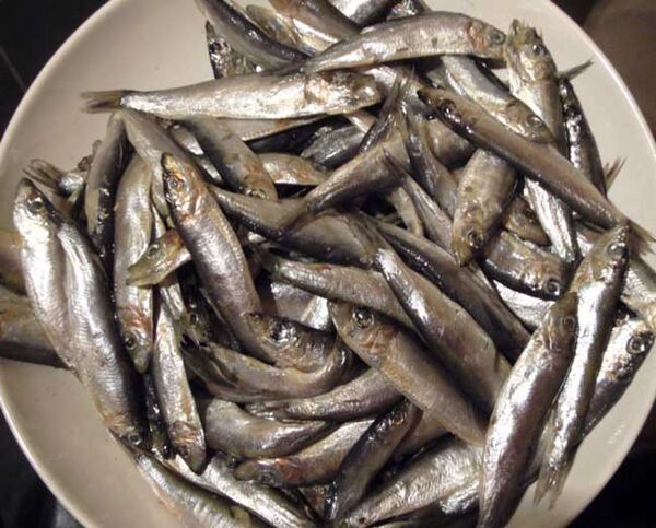What fish are categorised as oily fish Cooking Wiki