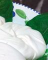 Fior di latte campano cheese