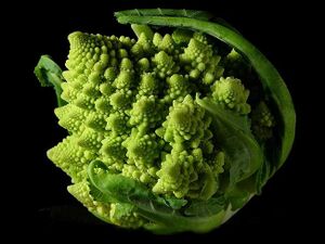 Romanesco broccoli