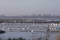 This is what the Welney Wash grazing looks like in the winter when it's flooded