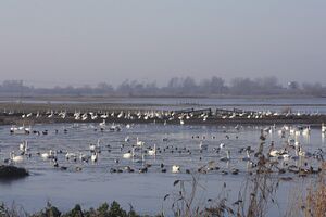 The Welney Wash grazing during the winter floods