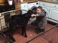 Burt, caring for a calf in the kitchen