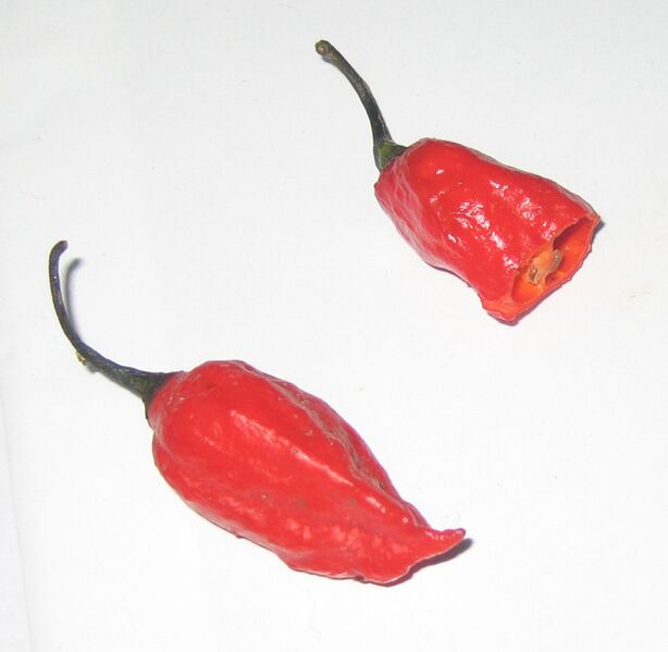 File:Chile bhut jolokia.jpg