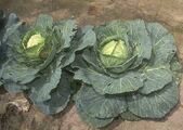 Cabbage ready to harvest