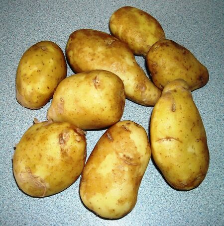 when are jersey royal potatoes in season