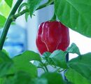 Red savina chillies