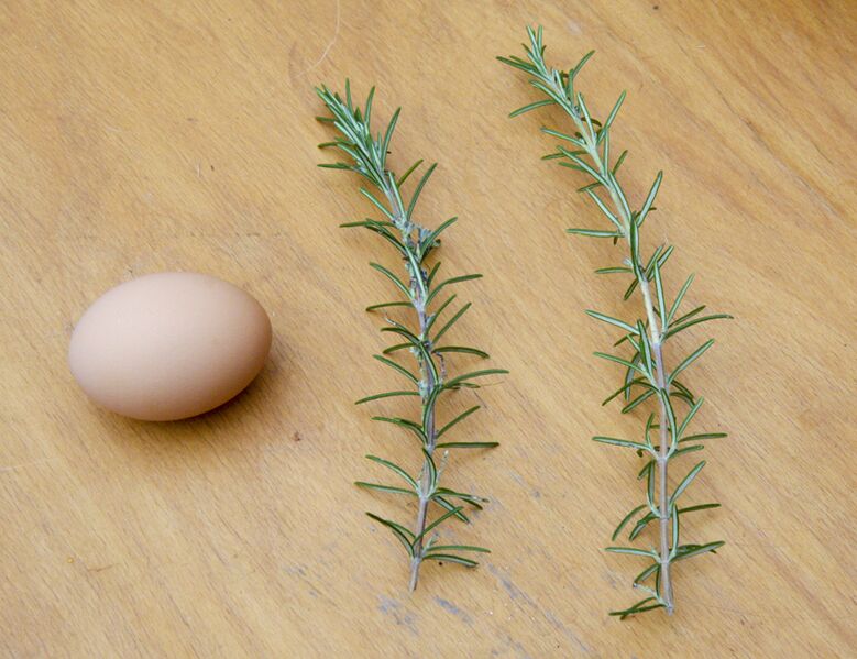 File:Rosemary sprigs.jpg