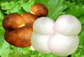 Scamorza di bufala cheese