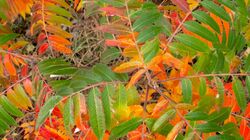 The Sumac tree has really pretty leaves in the Autumn