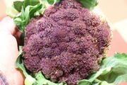 Purple Romanesco broccoli