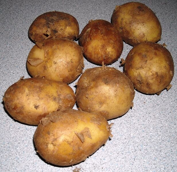 File:Bambino potatoes.jpg