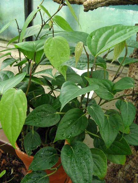 File:Cubeb.jpg