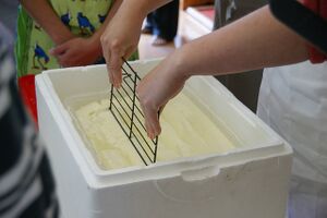 Cutting the curds cheese making