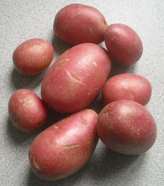 File:Baby Rose potatoes.jpg