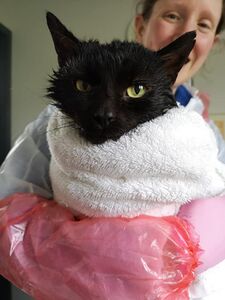 Hector, being dried off after a nice bath