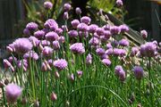 Chives in flower