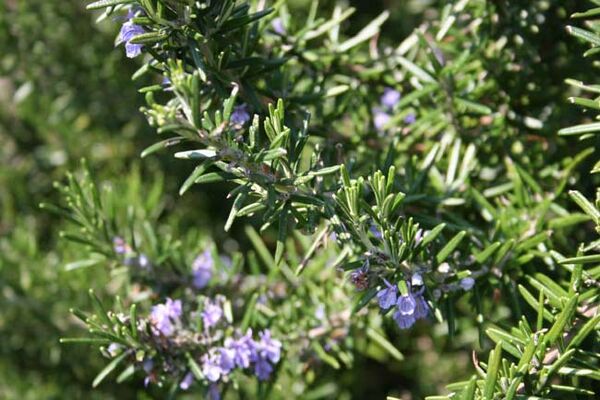 Rosemary: Cooking Wiki
