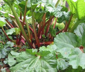 Garden rhubarb