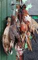 Wildfowl (seasonal)