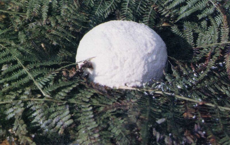 File:Casiello cheese.jpg