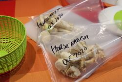Raw horseradish roots ready to vacuum seal